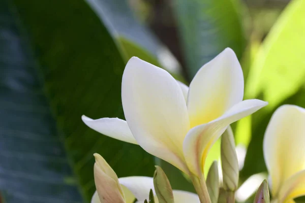 Vista Vicino Bellissimo Fiore Bianco Giallo Fresco Albero Plumeria Frangipani — Foto Stock