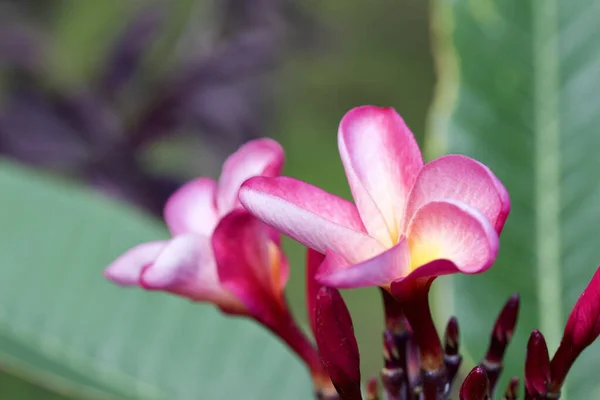 Nahaufnahme Von Schönen Frischen Rosenblüten Auf Einem Regenbogen Plumperia Frangipani — Stockfoto