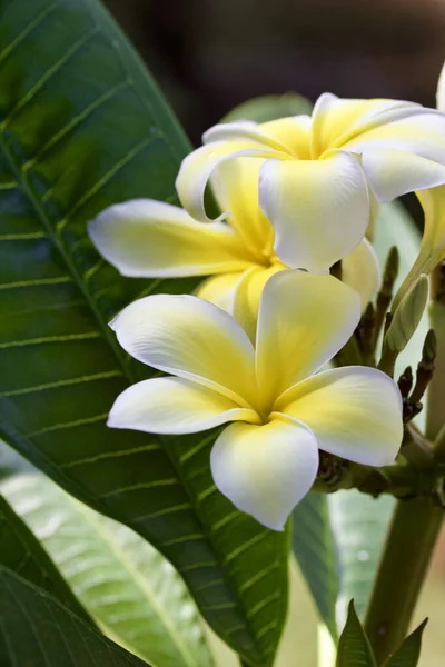 Крупним Планом Вид Красиві Свіжі Білі Жовті Квіти Плюшевому Франципані — стокове фото