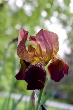 Koyu kırmızı sakallı süsen çiçeğini yakın plan çözünmüş arka plan ile birlikte.