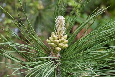 İlkbaharda bir çam ağacının dalında yeni ortaya çıkan iğne ve konilerin yakın görüntüsü