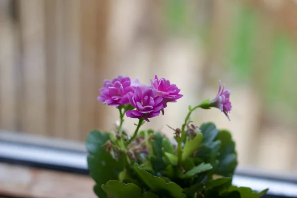 Vista Vicino Piccolo Fiore Kalanchoe Vaso Rosa Che Sboccia Davanzale — Foto Stock