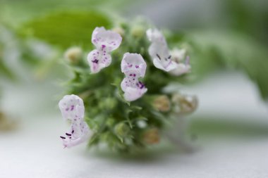 Narin pembe kedi nanesi (nepeta kataria) çiçekleri ve tomurcukları tarafsız bir arkaplanda fotokopi alanı ile birlikte görünür.