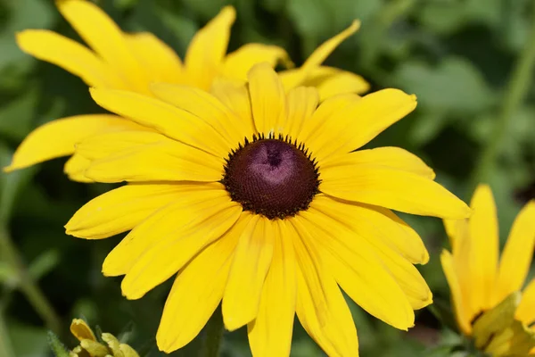 Close Vista Único Amarelo Brilhante Roxo Flores Rudbeckia Plena Floração — Fotografia de Stock