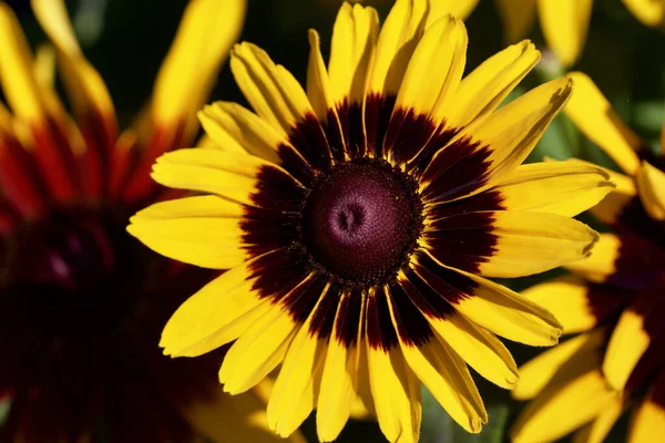 Nahaufnahme Einer Einzigen Leuchtend Gelben Und Lila Rudbeckia Blüten Voller — Stockfoto