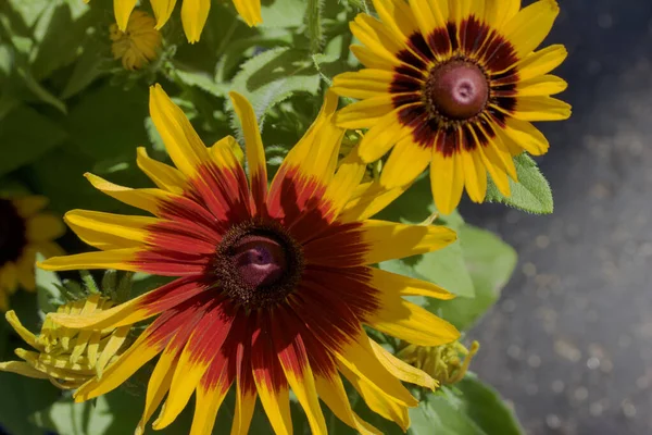 Nahaufnahme Von Leuchtend Gelben Und Lila Rudbeckia Blüten Voller Blüte — Stockfoto