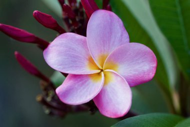 Gökkuşağı tesisatçısı (frangipani) ağacında güzel pembe bir çiçeğin yakın görüntüsü