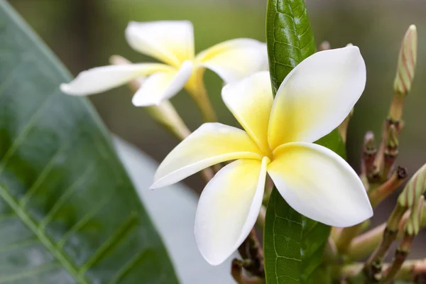 Közelkép Gyönyörű Friss Fehér Sárga Virágok Egy Plumeria Frangipani — Stock Fotó