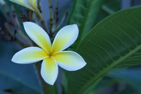 Közelkép Egyetlen Fehér Sárga Plumeria Frangipani Virág Teljes Virágzik — Stock Fotó