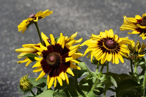 Nahaufnahme Von Leuchtend Gelben Und Lila Rudbeckia Blüten Voller Blüte — Stockfoto