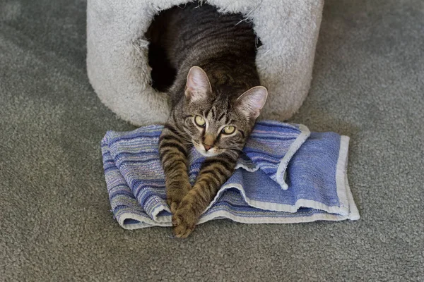 カーペット敷きの猫のマンションの中に座っている好奇心旺盛な若い灰色のストライプのタビー子猫のビューを閉じます カメラを見て — ストック写真