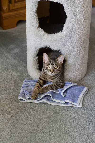 Close Vista Jovem Curioso Faixa Cinza Tabby Gatinho Sentado Dentro — Fotografia de Stock