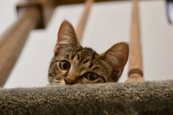 一只好奇的灰色条纹胖胖的小猫俯瞰楼梯栏杆的近景 — 图库照片