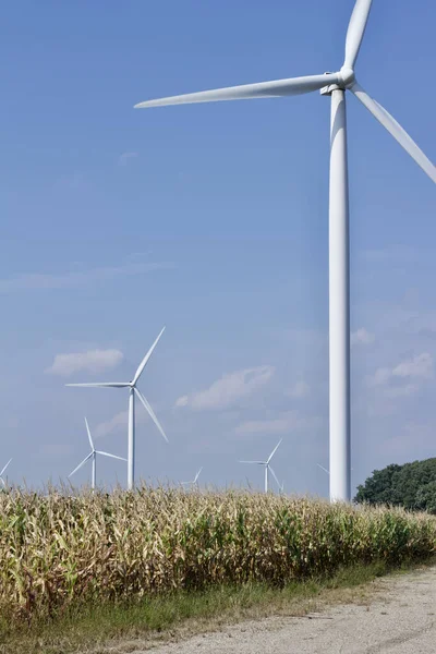 Landscape view of giant wind power turbines on an agricultural corn field setting with blue sky background, with copy space