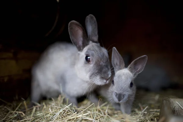 宝宝从兔子店往外看 兔子宠物站在干草上 农户院子里的兔子笼 — 图库照片