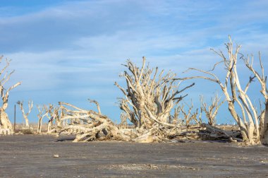 Arjantin 'de şehrin kuru ağaçları Epecuen seline boğuldu.