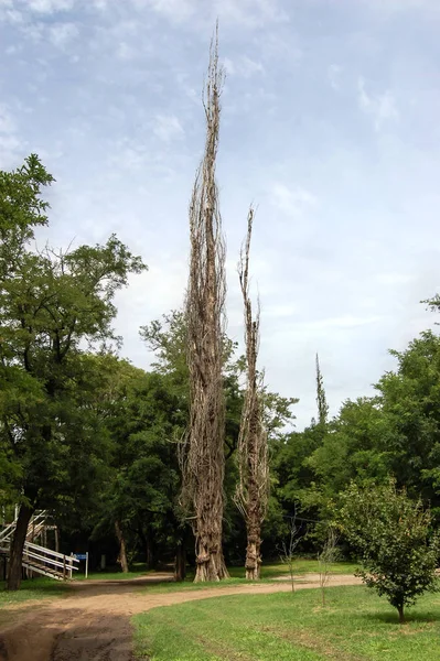 Ξηρό δέντρο στη μέση του τοπίου της υπαίθρου — Φωτογραφία Αρχείου