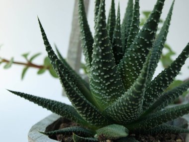 Yeşil sulu bitkiler beyaz arkaplanda yakın plan gösterilir.