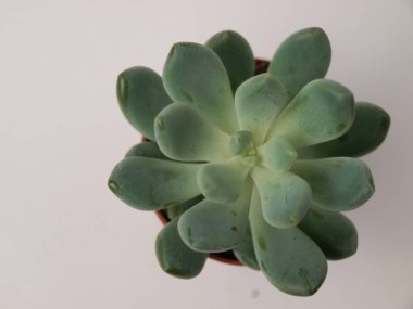 Yeşil sulu bitkiler beyaz arkaplanda yakın plan gösterilir.