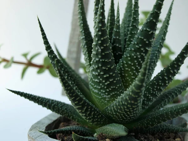 Yeşil sulu bitkiler beyaz arkaplanda yakın plan gösterilir.