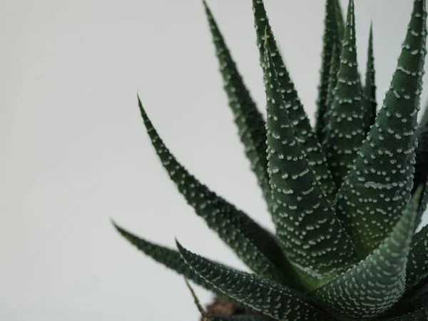Green succulents plants are shown close-up on a white background. — 스톡 사진