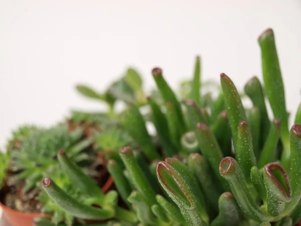 Plantas suculentas verdes são mostradas de perto em um fundo branco . — Fotografia de Stock