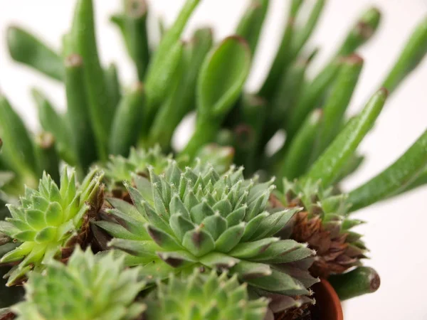Green succulents plants are shown close-up on a white background. — 스톡 사진