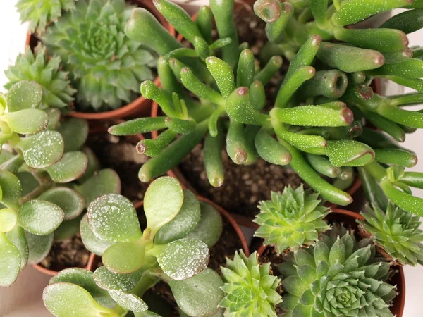 Plantas suculentas verdes se muestran de cerca sobre un fondo blanco . — Foto de Stock