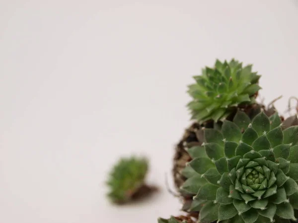 Green succulents plants are shown close-up on a white background. — Stock Photo, Image