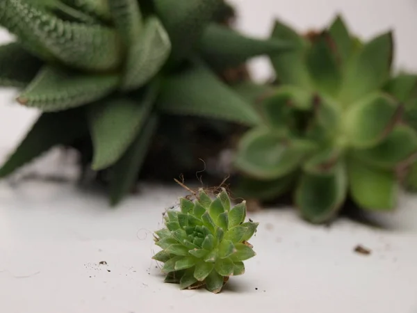 Plantas suculentas verdes se muestran de cerca sobre un fondo blanco . —  Fotos de Stock