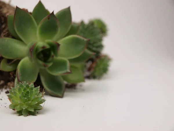 Plantas suculentas verdes se muestran de cerca sobre un fondo blanco . — Foto de Stock