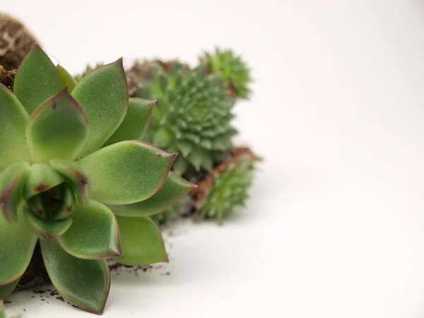 Plantas suculentas verdes se muestran de cerca sobre un fondo blanco . —  Fotos de Stock