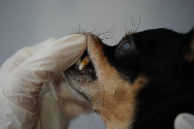 Veteriner, Rus Oyuncak Teriyeri cinsinden küçük siyah bir köpeğin dişlerini tartar kaplamalı köpek dişlerini inceliyor..