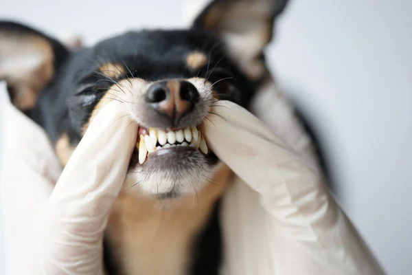 Tierarzt untersucht die Zähne eines kleinen schwarzen Hundes der Rasse Russian Toy Terrier, Hundezähne mit Zahnstein in Großaufnahme. — Stockfoto