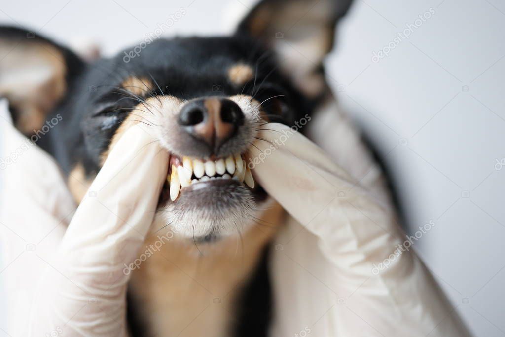 Veterinarian examines the teeth of a small black dog of the Russian Toy Terrier breed ,dog teeth with tartar close-up.
