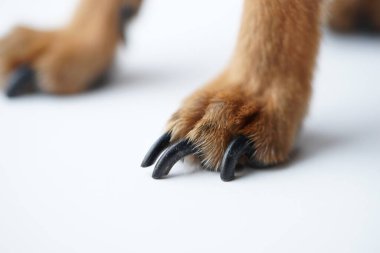 Beyaz arka planda küçük bir köpeğin uzun pençeleri olan patiler..