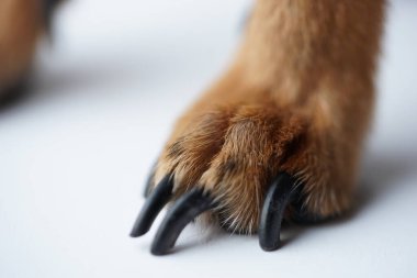 Beyaz arka planda küçük bir köpeğin uzun pençeleri olan patiler..