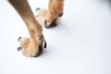 Beyaz arka planda küçük bir köpeğin uzun pençeleri olan patiler..