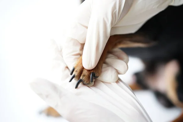 The paw of a dog in the hands of a veterinarian for safe professional trimming of the animals claws by a doctor.Close-up. — Stock Photo, Image