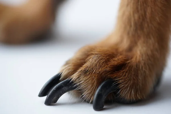 Patas com garras longas de um pequeno cão em um fundo branco close-up . — Fotografia de Stock