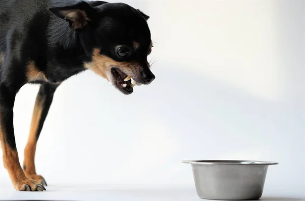 Oyuncak Terrier Cinsinin Kızgın Küçük Siyah Köpeği Yiyeceğini Beyaz Arka — Stok fotoğraf