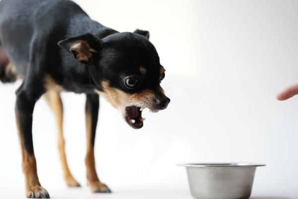 Oyuncak Terrier Cinsinin Kızgın Küçük Siyah Köpeği Yiyeceğini Beyaz Arka — Stok fotoğraf
