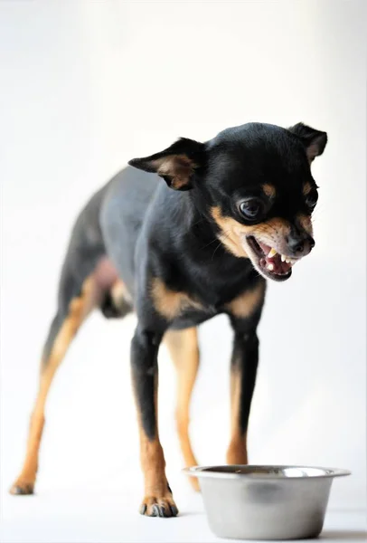 Zangado Litlle Cão Preto Brinquedo Terrier Raça Protege Sua Comida — Fotografia de Stock