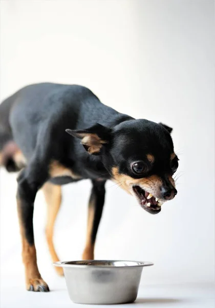 Rozzlobený Malý Černý Pes Plemene Hračkář Chrání Své Jídlo Kovové — Stock fotografie