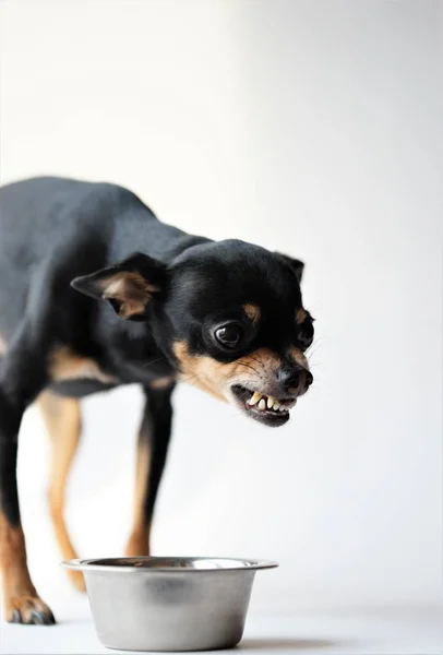 Oyuncak Terrier Cinsinin Kızgın Küçük Siyah Köpeği Yiyeceğini Beyaz Arka — Stok fotoğraf