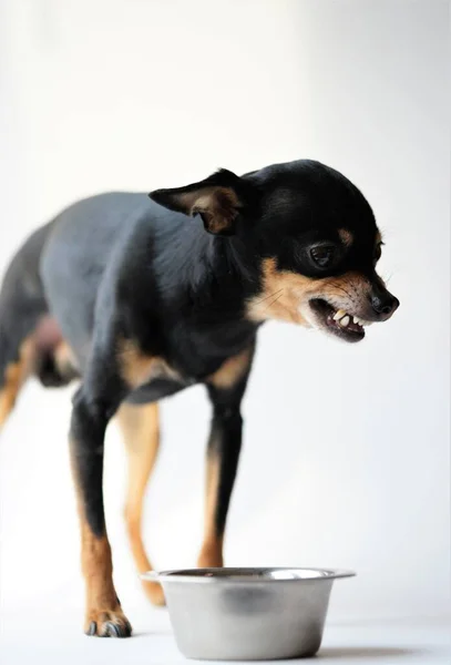 Rozzlobený Malý Černý Pes Plemene Hračkář Chrání Své Jídlo Kovové — Stock fotografie