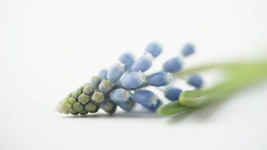 Beyaz arka planda mavi Muscari bitkisinin Macro fotoğrafı. Güzel bahar faresi sümbülü..