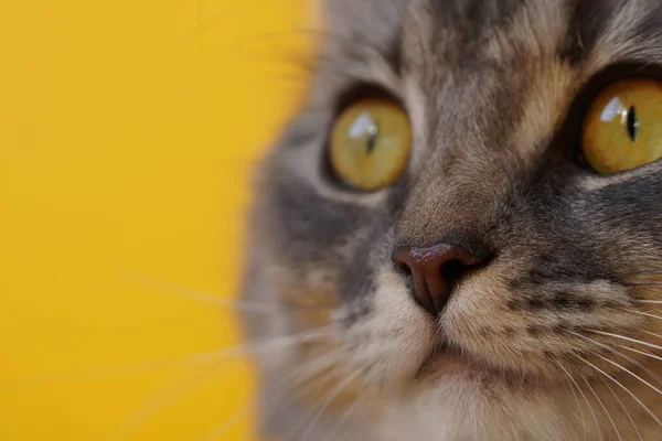 Yellow Eyes Grey Fluffy Cat Yellow Background Close Macro Photo — Stockfoto