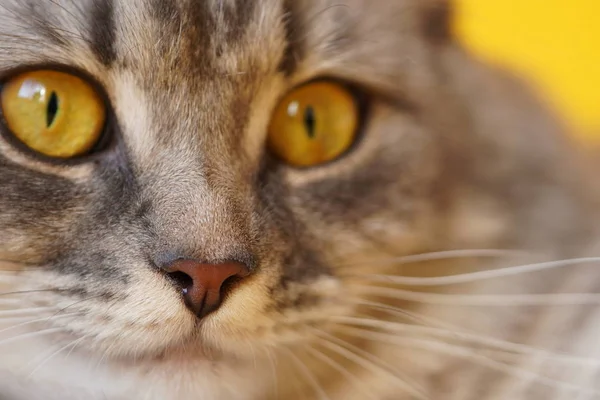 Yellow Eyes Grey Fluffy Cat Yellow Background Close Macro Photo — Stockfoto