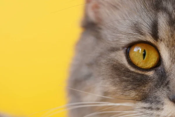 Yellow Eyes Grey Fluffy Cat Yellow Background Close Macro Photo — Stockfoto